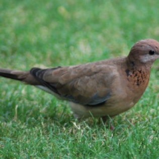 little brown dove